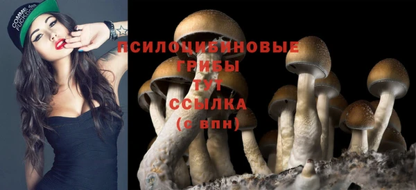 ГАЛЛЮЦИНОГЕННЫЕ ГРИБЫ Заволжье